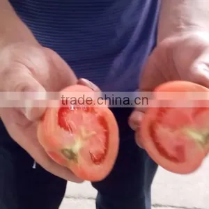 Fruit Vegetable Tomato Half Cutting Machine thumbnail-2