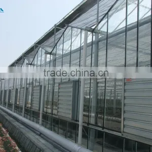 Factory Price Greeenhouse Tomato Seed thumbnail-3