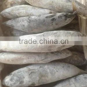 Sea Frozen Bonito Tuna thumbnail-3