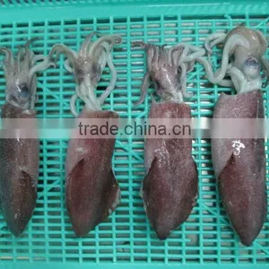 FRESH FROZEN SQUID (U5,U7,U10) FROM ALO SEAFOOD thumbnail-2