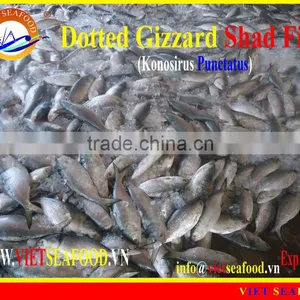 FROZEN DOTTED GIZZARD SHAD FISH thumbnail-1