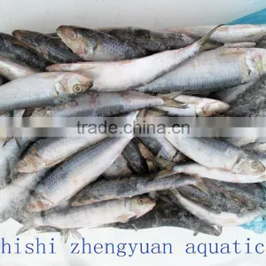 Sea W/R Frozen Sardines thumbnail-1