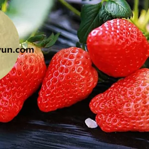 Organic Liquid Fertilizer Super Buy 40% Amino Acid Liquid Agriculture thumbnail-4