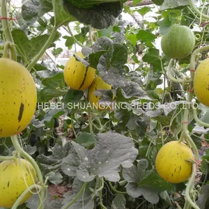 Golden Hybrid Musk Melon Seeds for Planting thumbnail-4