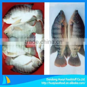 New Fresh Frozen Tilapia Whole thumbnail-1