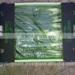 Spring Onion thumbnail-2