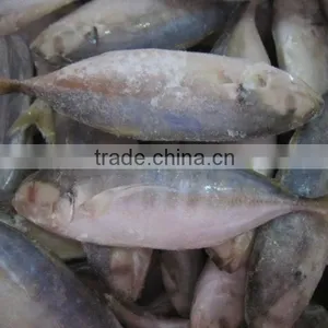 Yellowtail Scad thumbnail-1