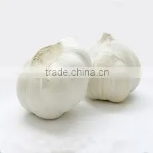 GARLICS thumbnail-6