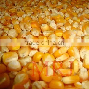Indian Yellow Corn With High Nutrition and Aroma for Anima Feed thumbnail-1