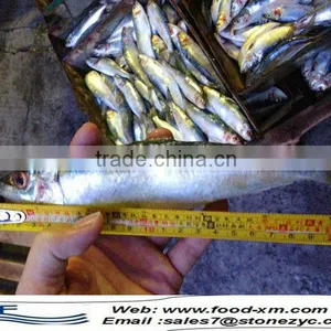 Fresh Sardine Fish Sardine for Sale thumbnail-1