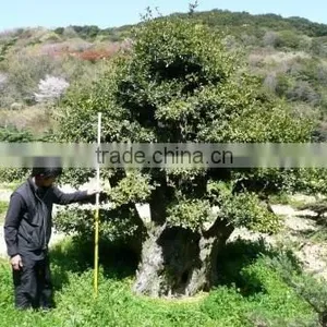 Ornamental Tree thumbnail-1