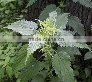 Urtica Dioica thumbnail-1