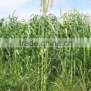 South Region Main Pennisetum Glaucum Grass Seed thumbnail-1