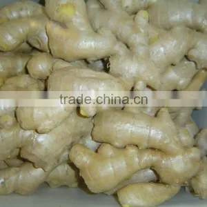 Fresh Semi-air Dried Ginger thumbnail-3