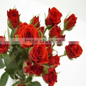 High Grade Spray Rose Export From China thumbnail-1