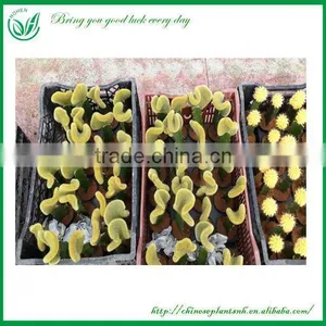 Hidewintera Aureispina F.cristata Cactus Plants thumbnail-1