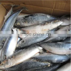 Marine Frozen Fresh Pacific Mackerel Whole Round Frozen Mackerel thumbnail-1