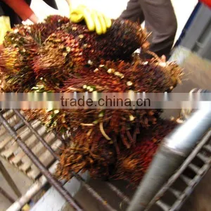Cycas Revoluta Bare Root Multi-heads Loading thumbnail-1