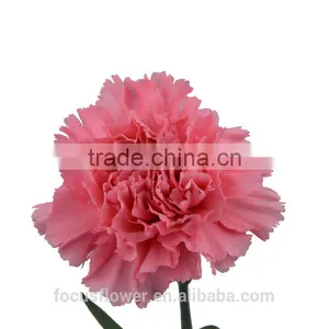 Multi-colored Wholesale Carnation Heads for Love, Anniversary thumbnail-1
