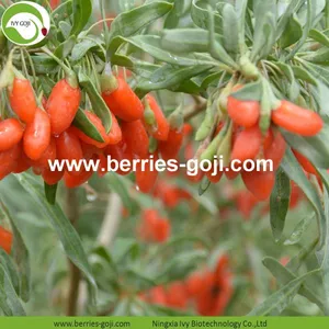 Factory Supply Nutrition Dried Lycium Chinense thumbnail-2