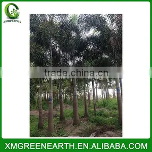 Wodyetia Bifurcata - Foxtail Palm (3) thumbnail-2