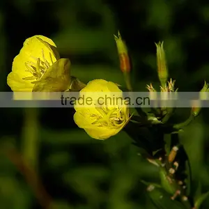 Best Quality Natural Evening Primrose Extrct Oil for Middle Women thumbnail-1