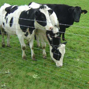 High Strength Cattle Panel Welded Wire Panel for Farm Livestock Fencing thumbnail-3