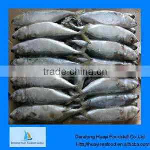 Frozen Mackerel Janpanese Mackerel thumbnail-1