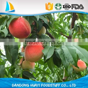 Iqf Frozen New Fresh Yellow Peach for Hot Sale thumbnail-5