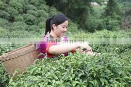 Guilin Pingle Yangfa Tea Industry Co., Ltd. company overview - view 4 thumbnail
