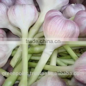 Garlic thumbnail-2