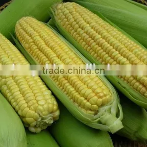 Non-GMO Frozen Sweet Corn Kernels IQF Sweet Corn Kernels thumbnail-3