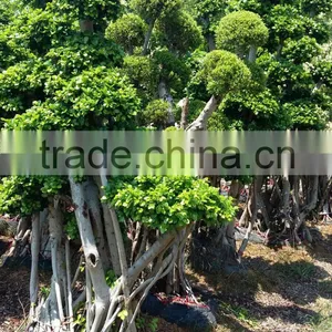 Woody Large Indoor Plants for Sale thumbnail-3