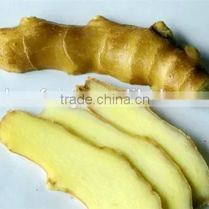 2015 New Crop of Fresh Ginger , Professional Suppliers thumbnail-2