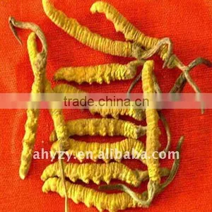 Wild Cordyceps thumbnail-1