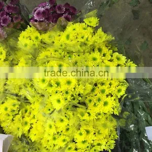 Fresh Cut Chrysanthemums Flower thumbnail-2