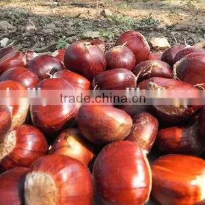 2015 New Corp Hot Sale 30-40/40-60/90-110 Sweet Organic Fresh Chestnuts thumbnail-2