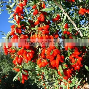 Goji Berries thumbnail-6