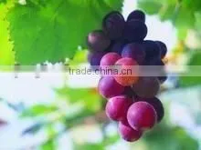 Black Grape Seed Extract thumbnail-1