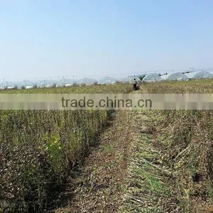 OEM New Condition Soybean Harvester Machine thumbnail-3