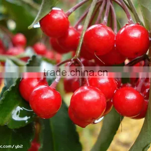 Cherry Multiple Layer Continuous Type Mesh Belt Dryer thumbnail-6