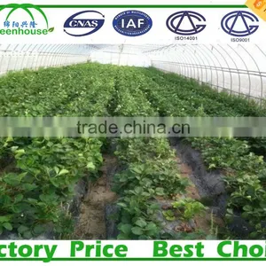 Commercial Climate Control Strawberry Greenhouse With Thermal System thumbnail-3