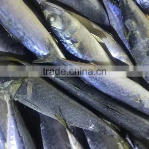 Frozen Pacific Mackerel Atlantic Mackerel for Canning Canned Food thumbnail-5