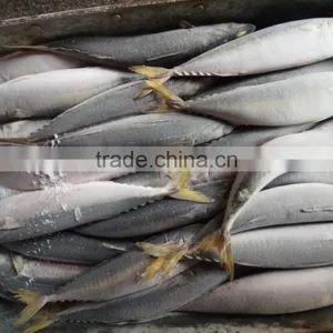 Frozen Fresh Pacific Mackerel Seafood Whole thumbnail-1