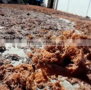 Gracilaria , Spinosum and Cottonii Seaweed thumbnail-2