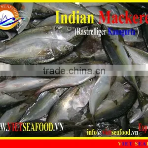 FROZEN W/R INDIAN MACKEREL thumbnail-3