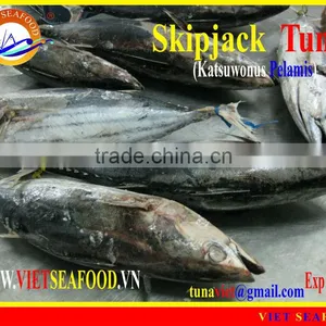 WHOLE ROUND FROZEN SKIPJACK TUNA thumbnail-1