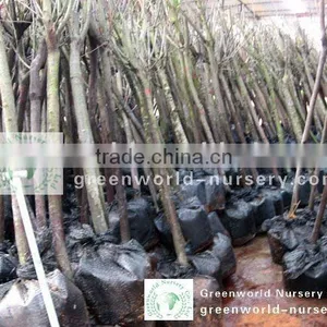 Prunus Serrulata Packed thumbnail-1