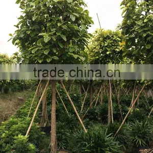 Ficus Benghalensis Variegata thumbnail-1