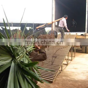 Trachycarpus Fortunei Big Size Loading thumbnail-1